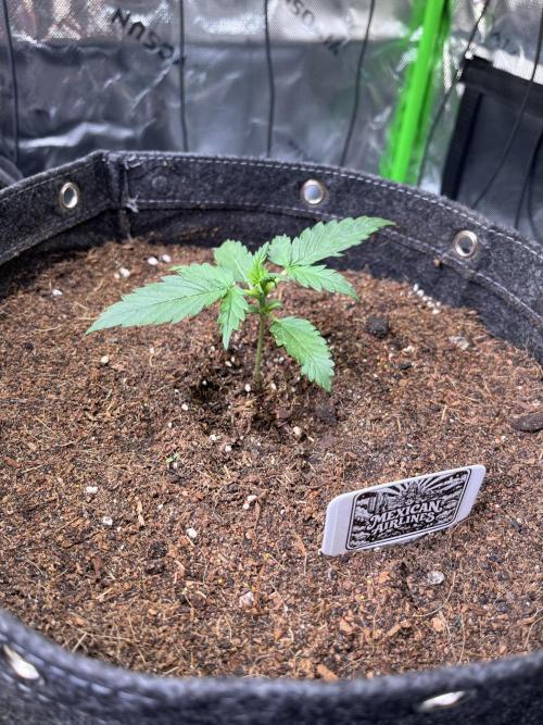 FastBuds Auto Grow 01/2026. Week 2 - 08.02.2026