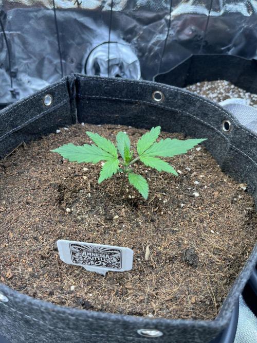 FastBuds Auto Grow 01/2026. Week 2 - 08.02.2026