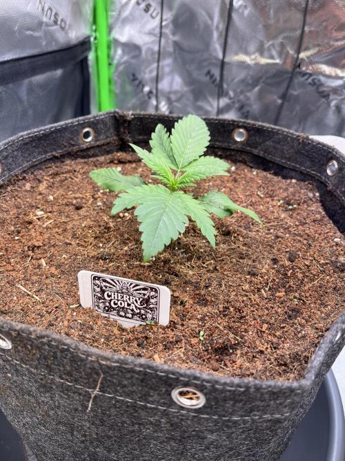 FastBuds Auto Grow 01/2026. Week 2 - 08.02.2026