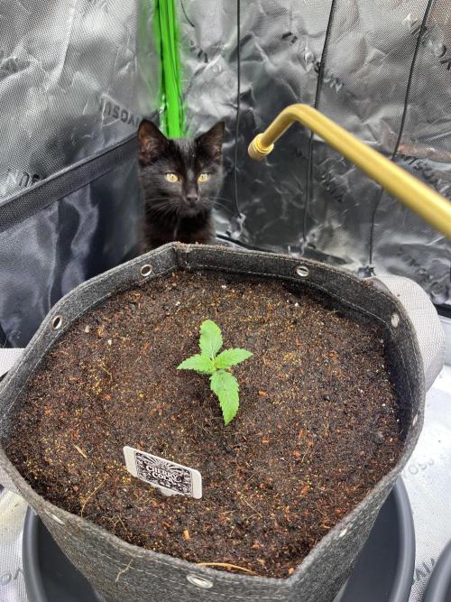 FastBuds Auto Grow 01/2026. Week 2 - Qualitätskontrolle