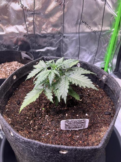 FastBuds Auto Grow 01/2026. Week 3 - 15.02.2026

Direkt unter der Spiderfarmer SF1000