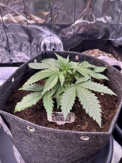 FastBuds Auto Grow 01/2026. Week 3 - 15.02.2026

Zwischen Spiderfarmer und SANlight