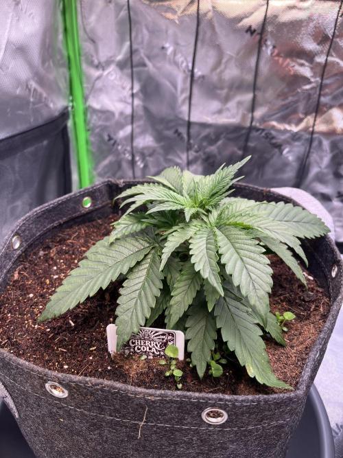 FastBuds Auto Grow 01/2026. Week 3 - 15.02.2026

Direkt unter der SANlight Evo 3-80