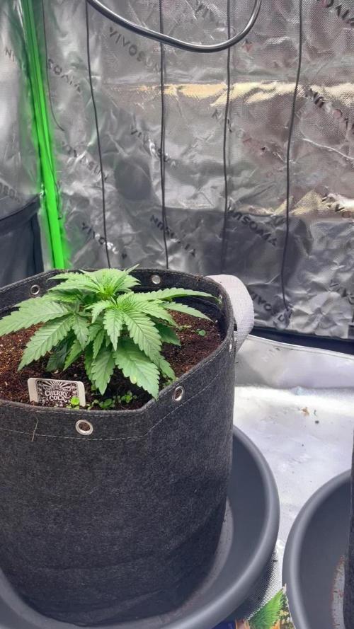 FastBuds Auto Grow 01/2026