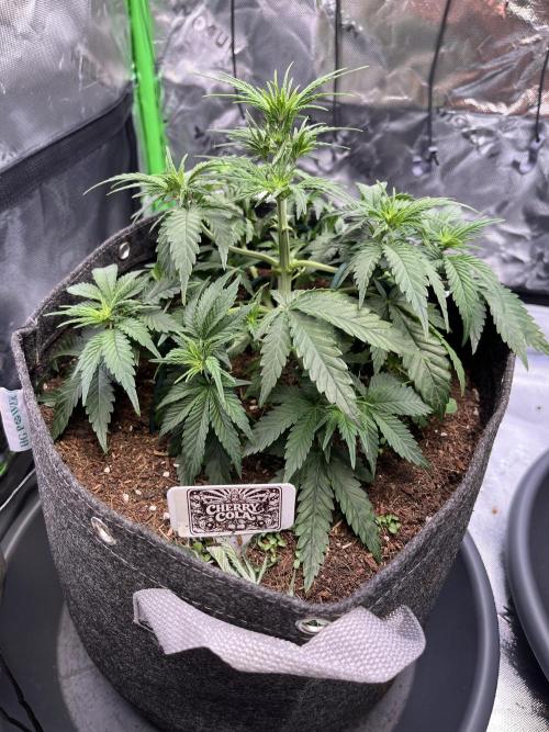 FastBuds Auto Grow 01/2026. Week 4