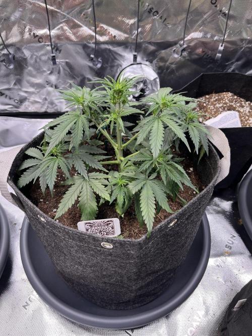 FastBuds Auto Grow 01/2026. Week 4