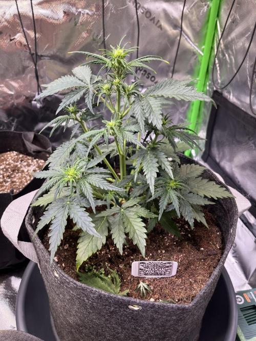 FastBuds Auto Grow 01/2026. Week 4