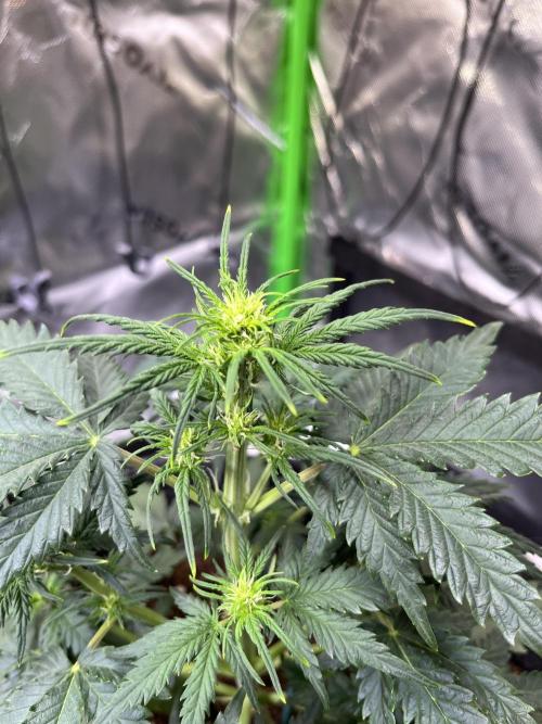 FastBuds Auto Grow 01/2026. Week 4 - Mexican Airlines 22.02.