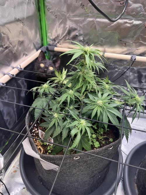FastBuds Auto Grow 01/2026. Week 5
