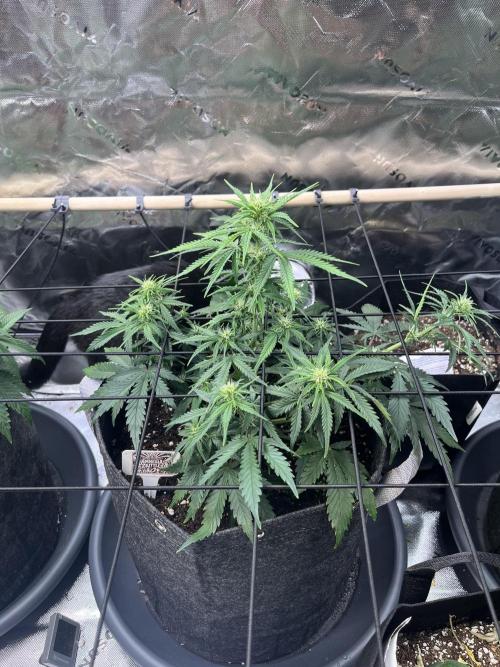 FastBuds Auto Grow 01/2026. Week 5