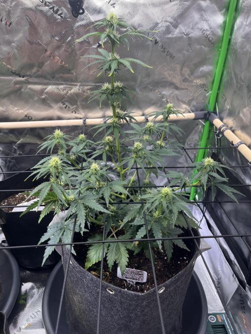 FastBuds Auto Grow 01/2026. Week 5