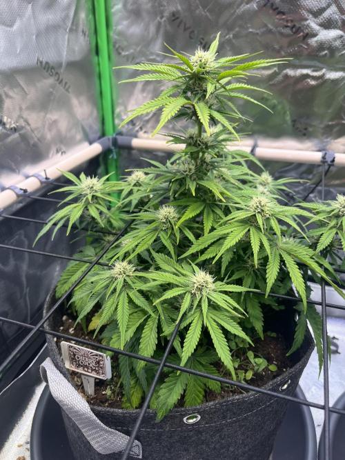 FastBuds Auto Grow 01/2026. Week 6 - Cherry Cola 10.03.2026