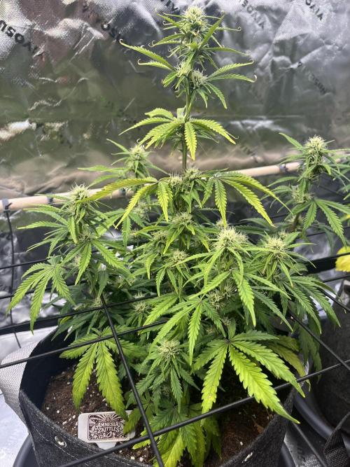 FastBuds Auto Grow 01/2026. Week 6 - Amnesia Z 10.03.2026
