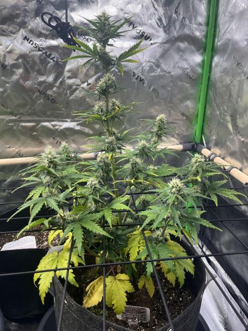 FastBuds Auto Grow 01/2026. Week 6 - Mexican Airlines 10.03.2026