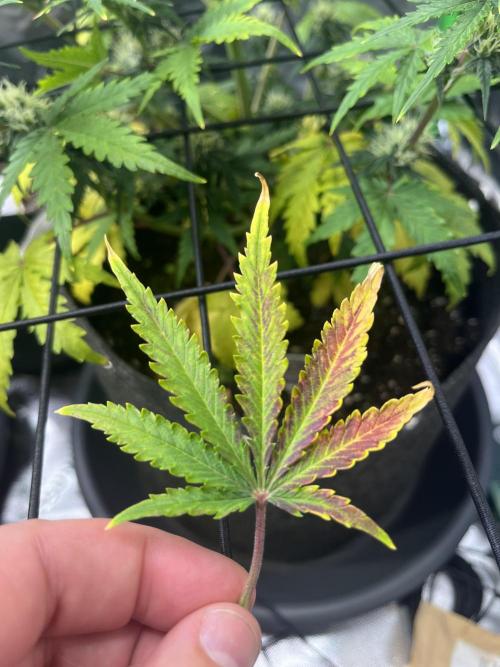 FastBuds Auto Grow 01/2026. Week 6 - Mängel bei der Mexican Airlines