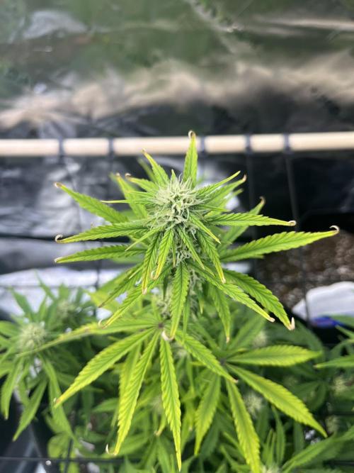 FastBuds Auto Grow 01/2026. Week 6 - Helle Blätter bei CC und AZ. Zusätzlich verbrannte Spitzen bei der AZ