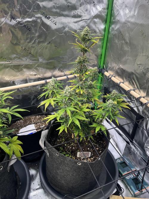 FastBuds Auto Grow 01/2026. Week 7