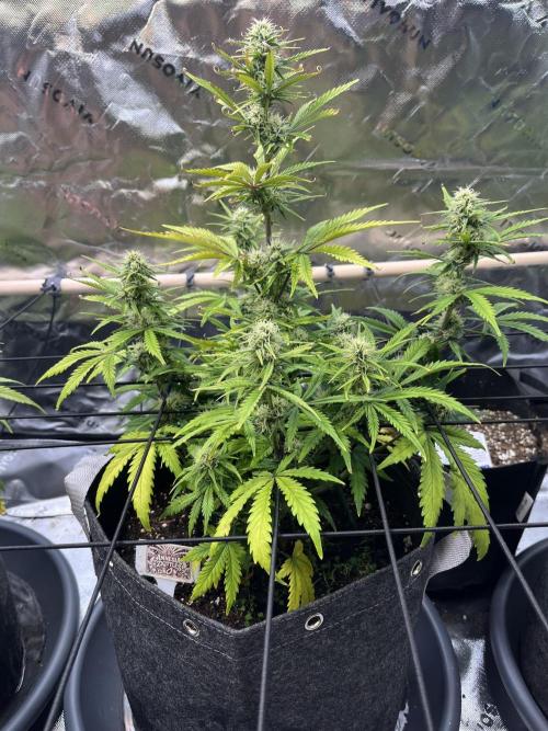 FastBuds Auto Grow 01/2026. Week 7