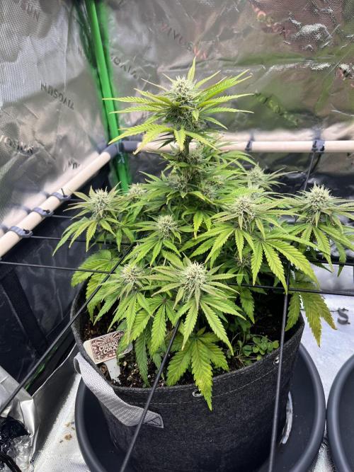FastBuds Auto Grow 01/2026. Week 7
