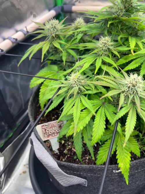 FastBuds Auto Grow 01/2026