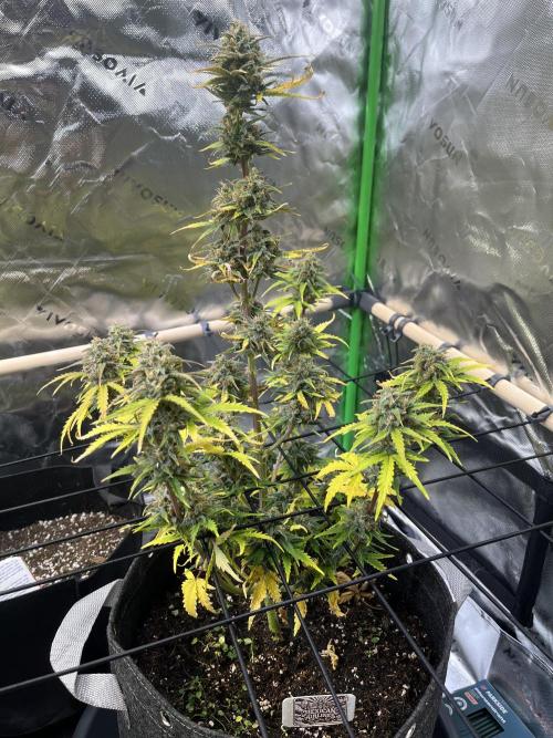 FastBuds Auto Grow 01/2026. Week 8