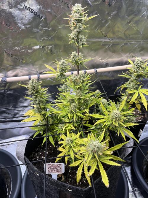 FastBuds Auto Grow 01/2026. Week 8