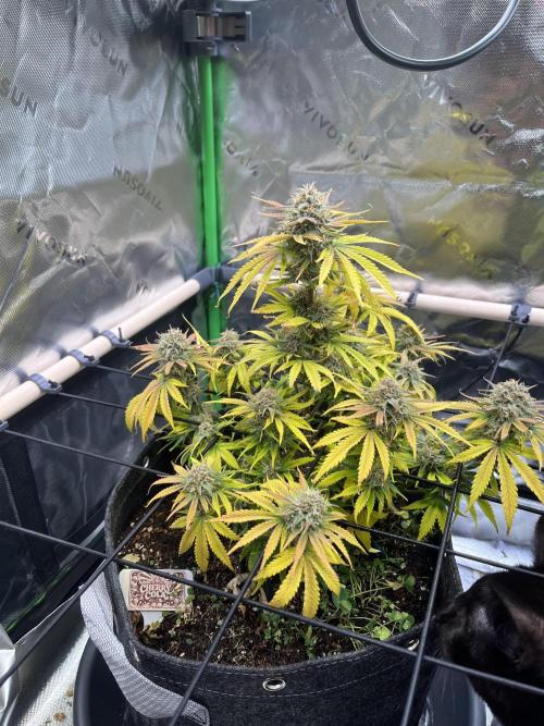 FastBuds Auto Grow 01/2026. Week 8