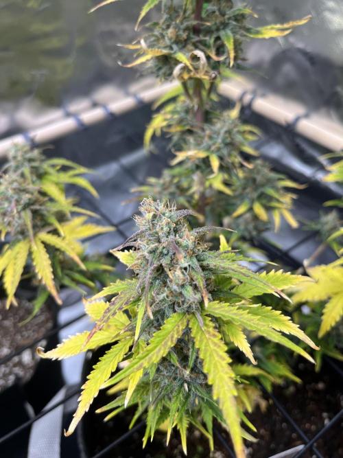 FastBuds Auto Grow 01/2026. Week 8