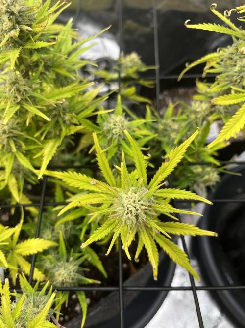 FastBuds Auto Grow 01/2026. Week 8