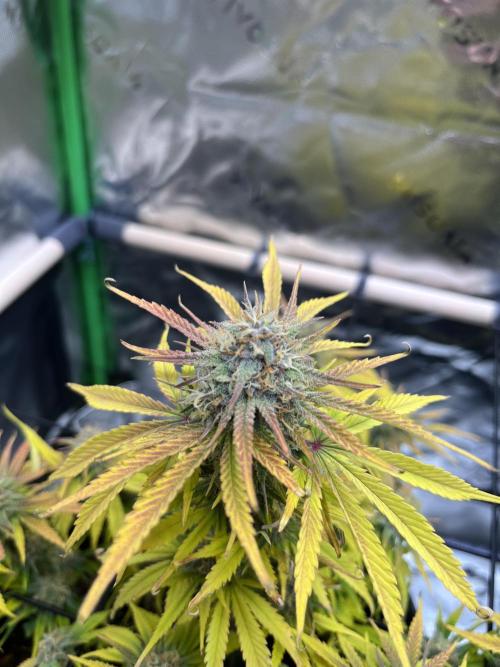 FastBuds Auto Grow 01/2026. Week 8