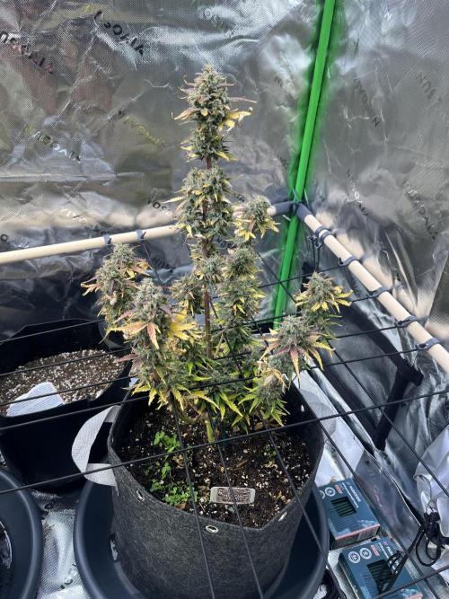 FastBuds Auto Grow 01/2026. Week 9