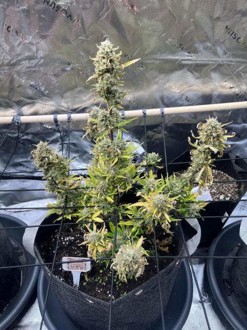 FastBuds Auto Grow 01/2026. Week 9