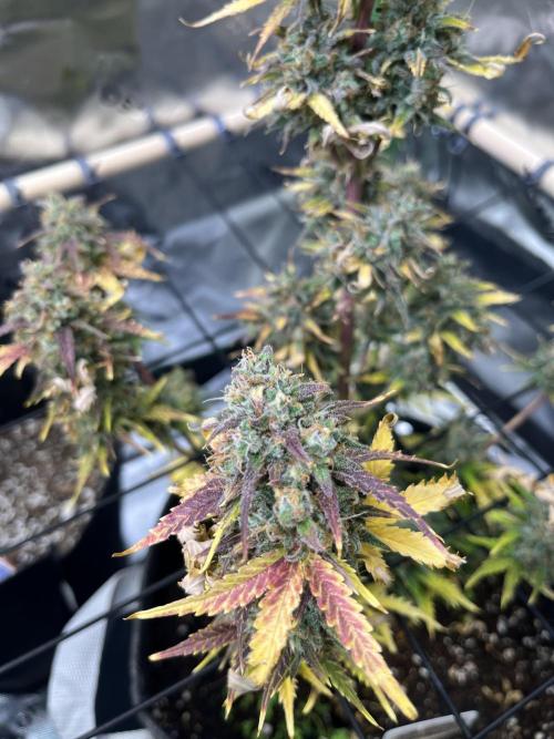 FastBuds Auto Grow 01/2026. Week 9