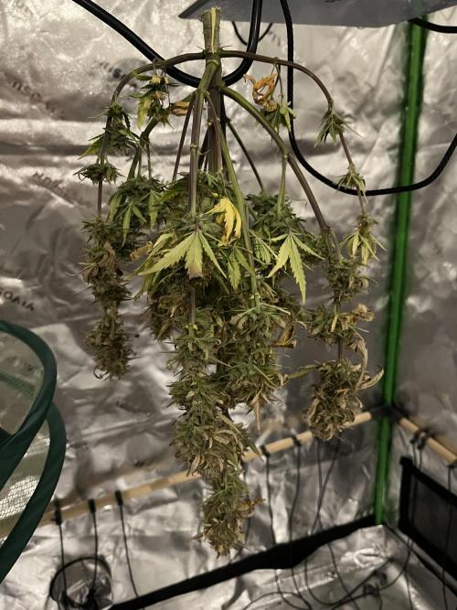 FastBuds Auto Grow 01/2026. Week 10