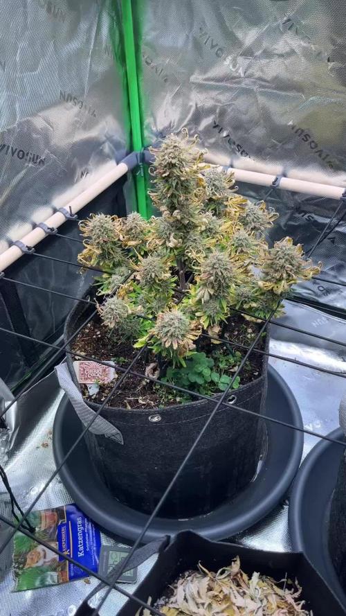 FastBuds Auto Grow 01/2026