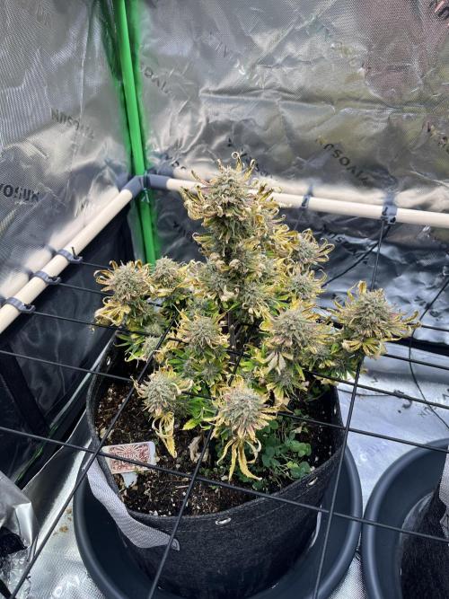 FastBuds Auto Grow 01/2026. Week 10