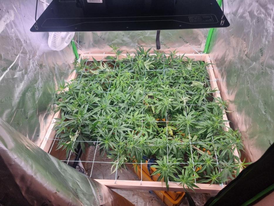 Did i get clones with HpLVD. Week 4