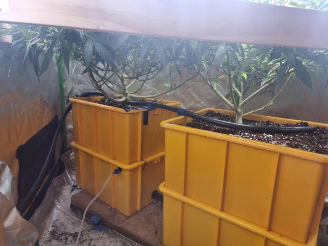 Did i get clones with HpLVD. Week 5 - Most of the lollipopping done