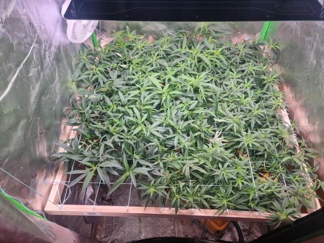 Did i get clones with HpLVD. Week 5 - Slightly darker green, lowering canna a