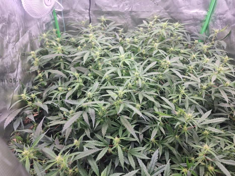 Did i get clones with HpLVD. Week 3