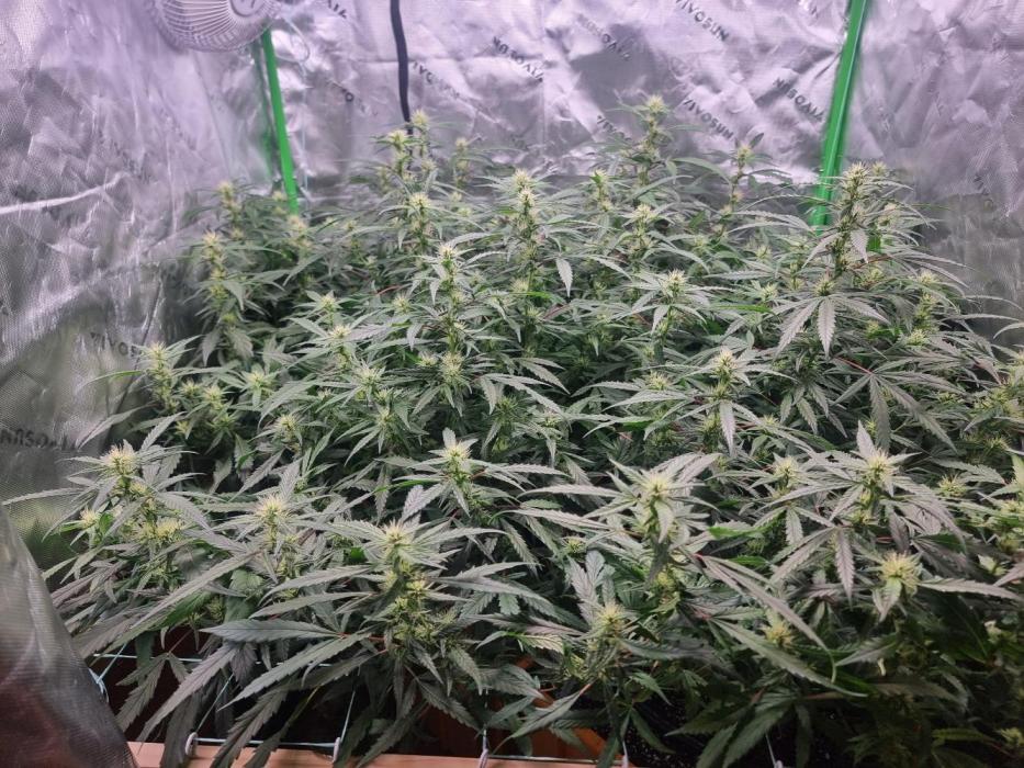 Did i get clones with HpLVD. Week 5