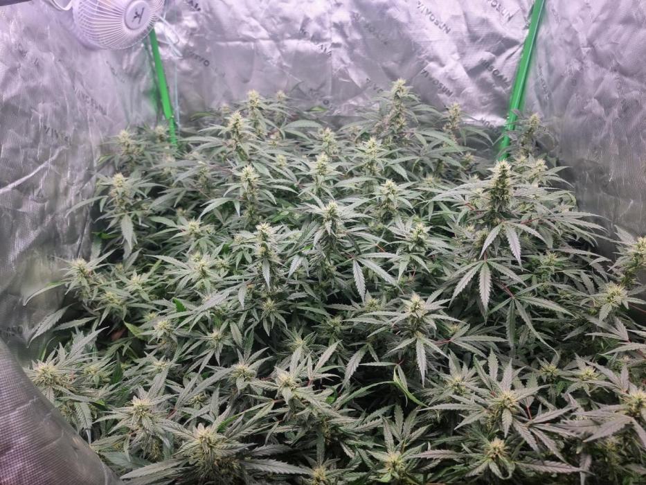 Did i get clones with HpLVD. Week 6