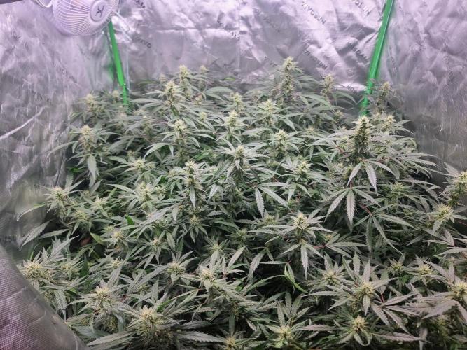 Grow Tent S326 32"x32"x63". Week 6