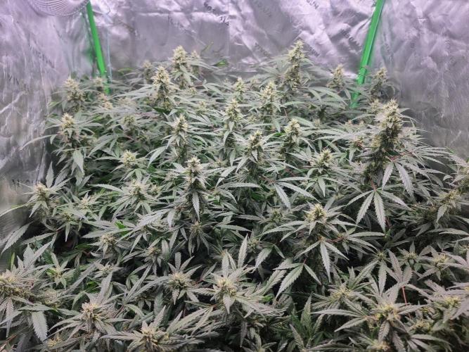 Grow Tent S326 32"x32"x63". Week 7