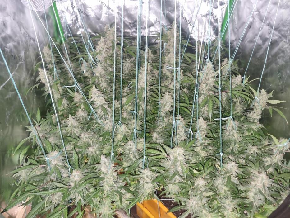 Did i get clones with HpLVD. Week 8