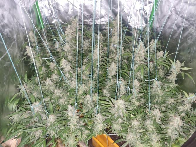Grow Tent S326 32"x32"x63". Week 8