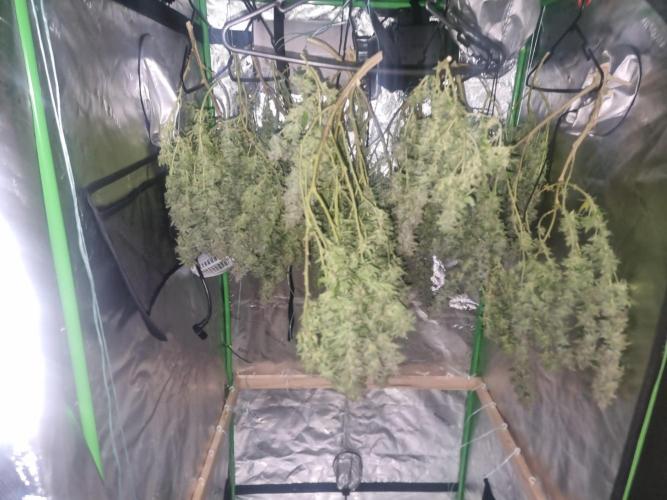 Did i get clones with HpLVD. Week 9