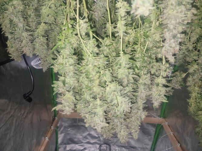 Did i get clones with HpLVD. Week 9