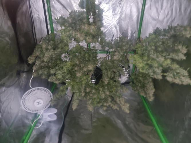 Grow Tent S326 32"x32"x63". Week 9