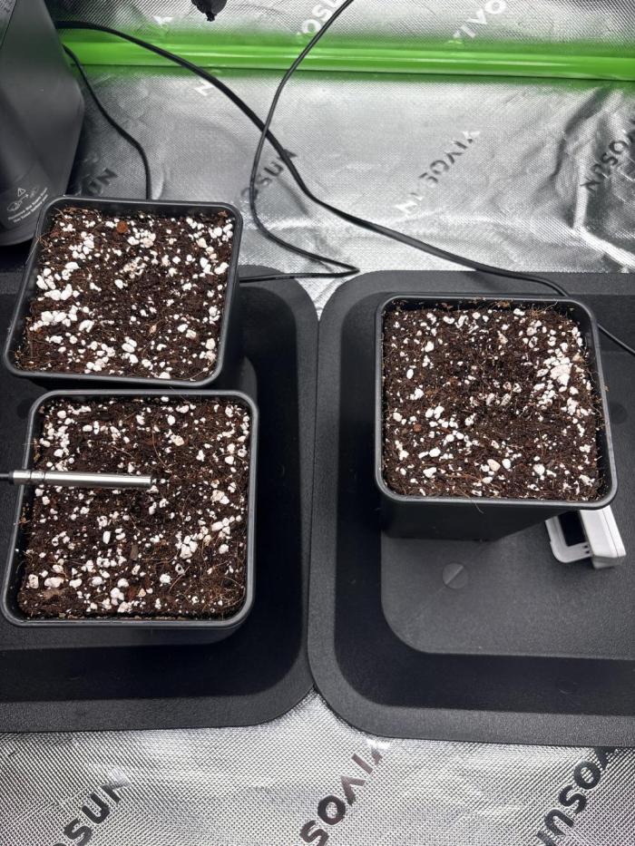 1 Purple Sunset     2 Shinigami. Week 0